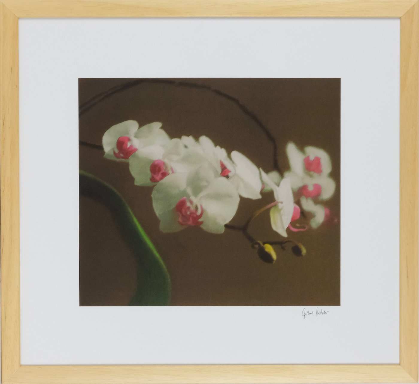 Gerhard Richter - Orchid V