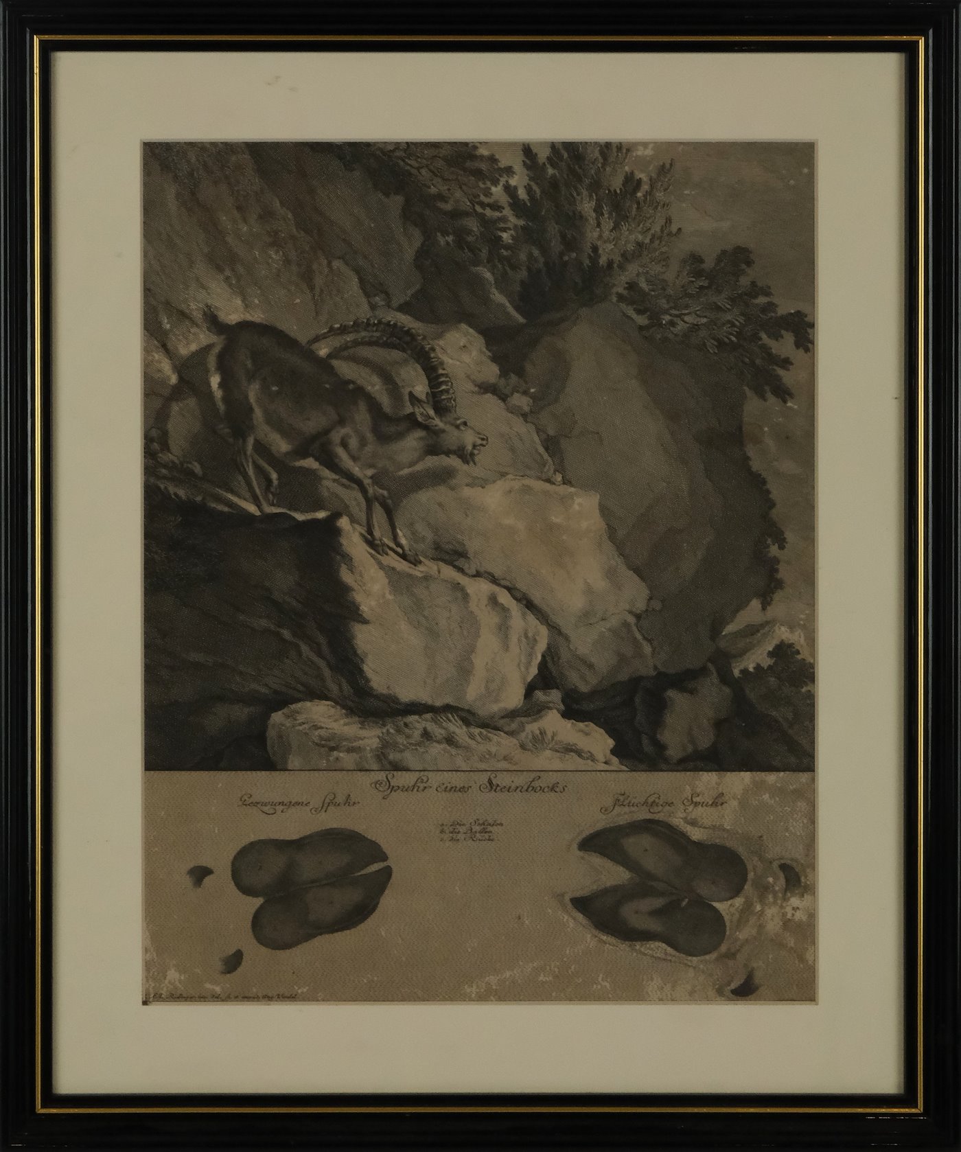 Johann Elias Ridinger - Kozoroh ve skalách