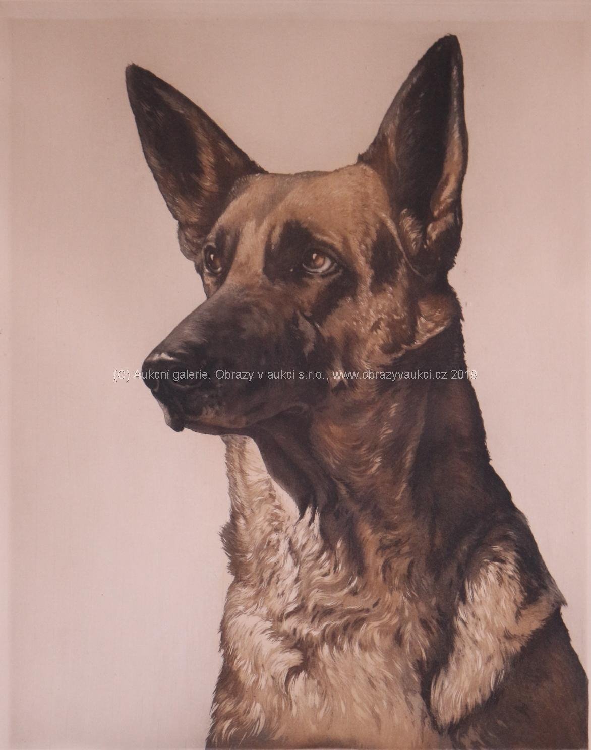 signováno nečitelně - Portrét psa