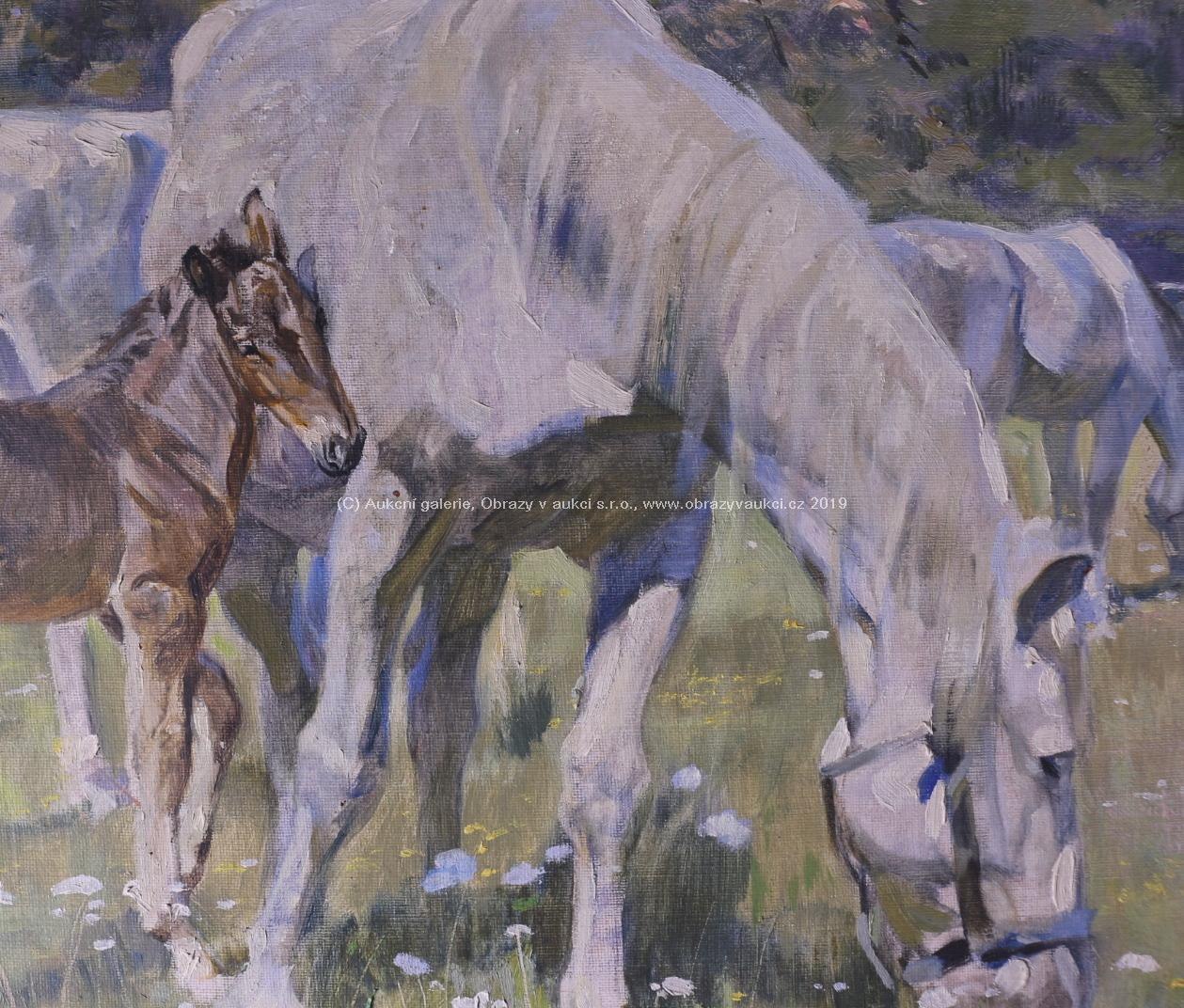 Horník - Koně na pastvě