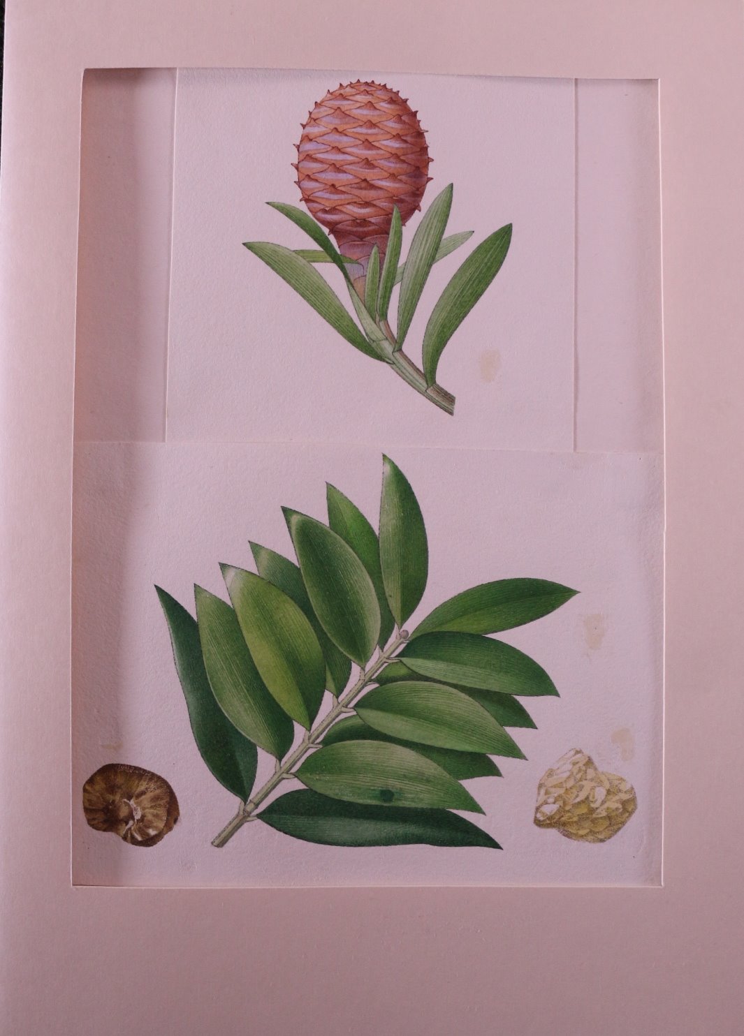 František Procházka - Soubor 3 botanických kreseb