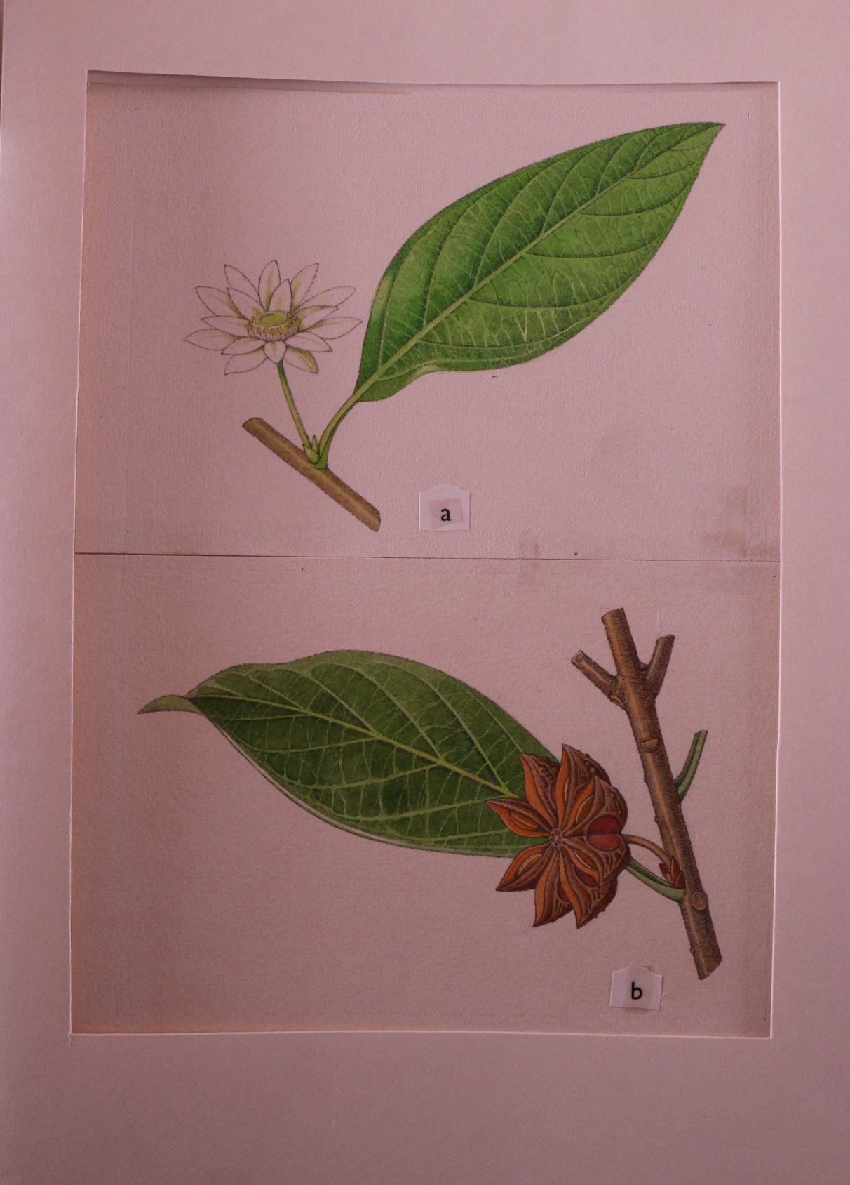 František Procházka - Soubor 4 botanických kreseb