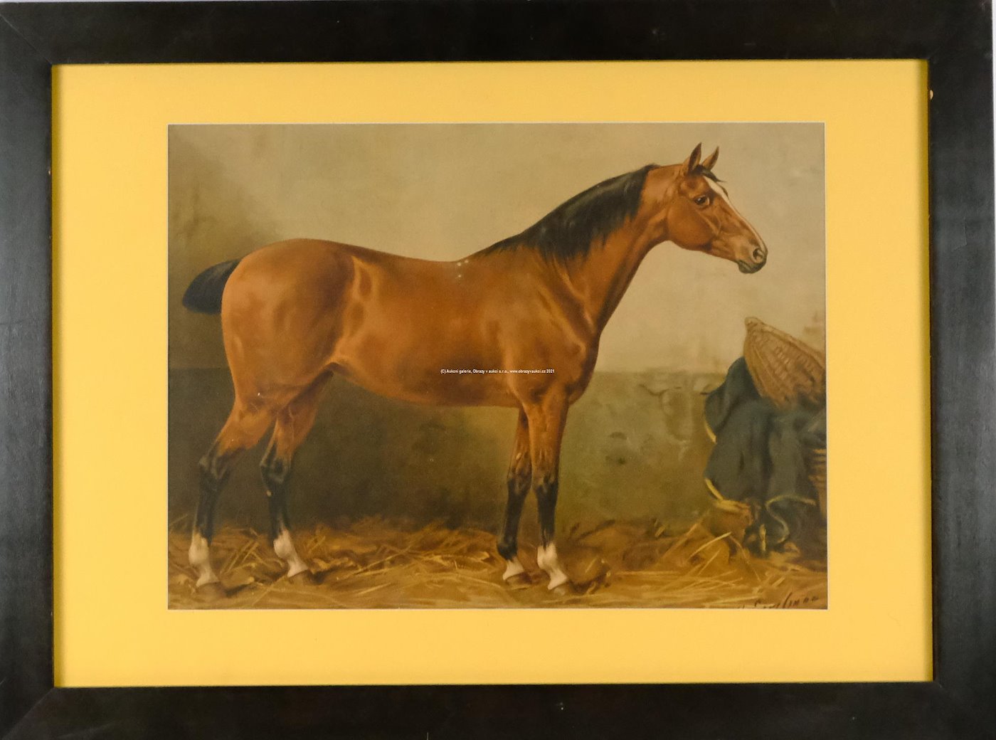 R. Schoenbeck - Kůň