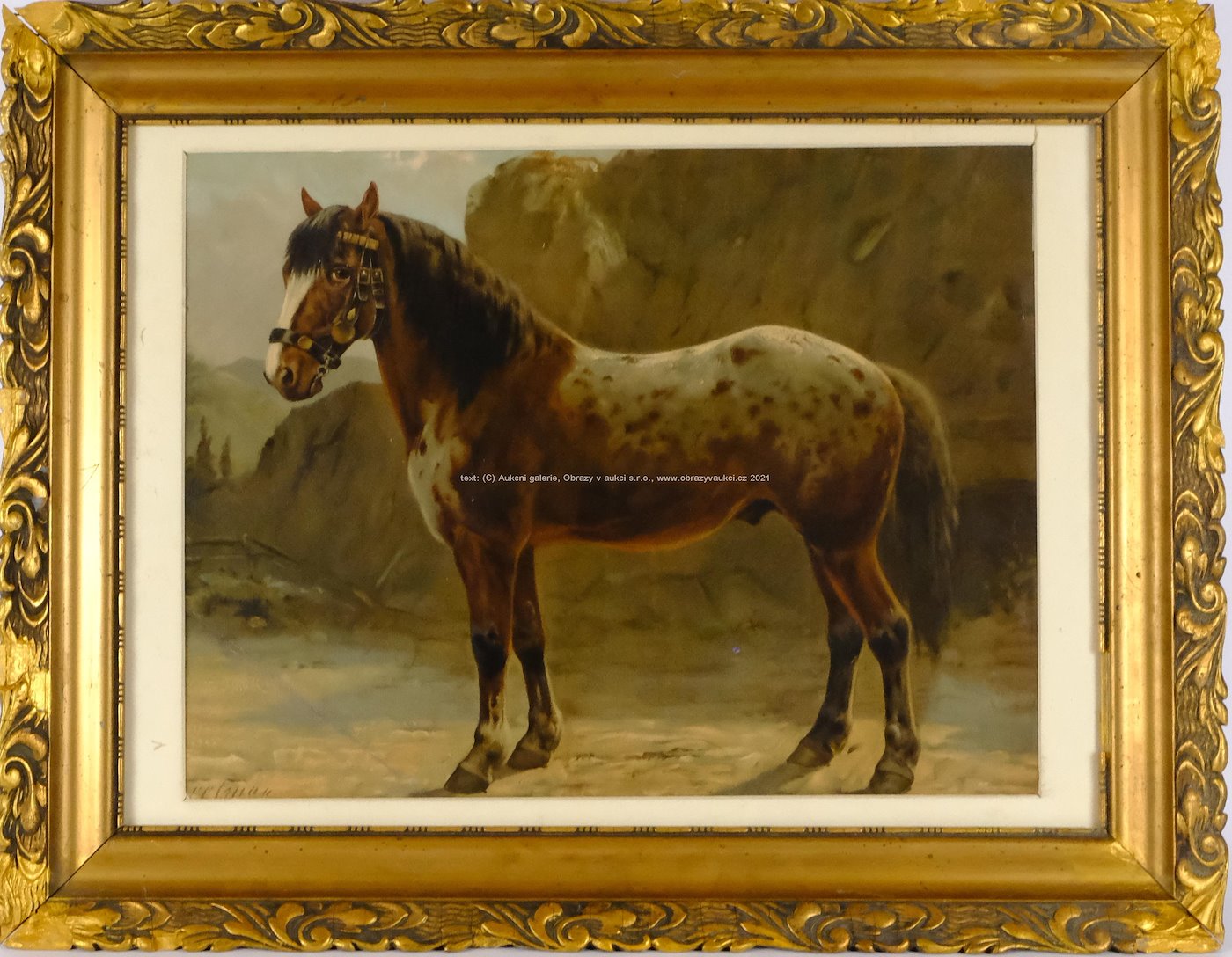 R. Schoenbeck - Kůň