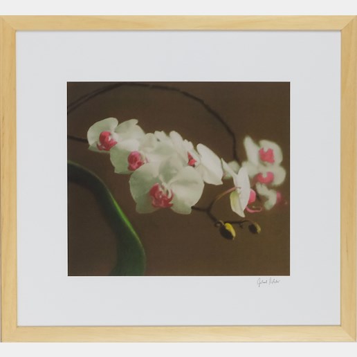 Gerhard Richter - Orchid V