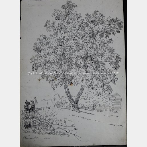 Bedřich Havránek - Studie stromu