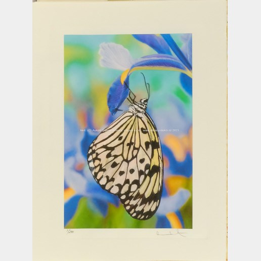 Damien Hirst - Butterflay on Spanish Iris