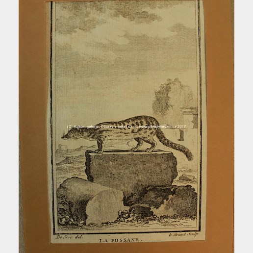 Seve, Louis le Grand - 34 grafických listů: Pásovci, tuleň, malá kožešinová zvířata