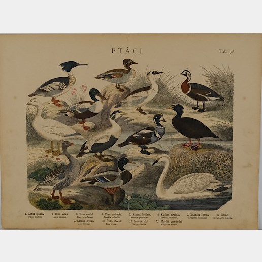 1860 - Konvolut 6 litografií - Fauna